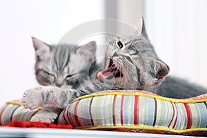 Two British shorthair kittens