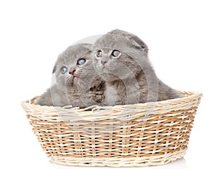 Two british shorthair kittens in basket. isolated on white