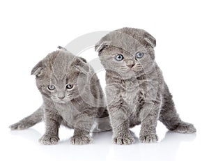 Two british shorthair kittens. isolated on white background