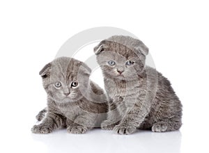 Two british shorthair kittens loking at camera. isolated