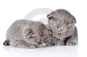Two british shorthair kittens sleeping. on white backgr