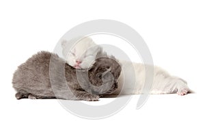 Two british shothair kittens