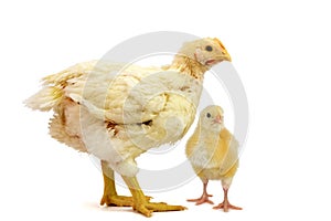 Two Broiler chicken 2 days and 21 days old isolated on white