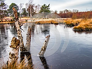 Two broken tree trunks in water, Chobham common