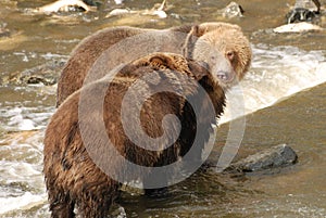 Two brother grizzly bears interact with each other while fishing for salmon in a coastal river