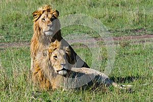 Two Brother Lions In Masai Mara