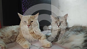 Two cute Cat and adorable is enjoying