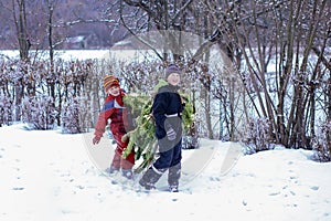 Two brothers carry a pine tree for the birth night. Two boys chose a tree to setting up a Christmas tree