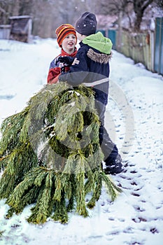 Two brothers carry a pine tree for the birth night. Two boys chose a tree to setting up a Christmas tree