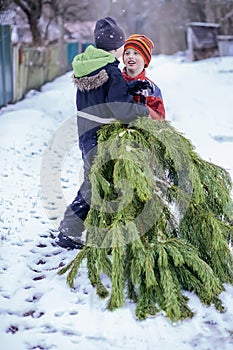 Two brothers carry a pine tree for the birth night. Two boys chose a tree to setting up a Christmas tree