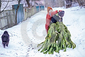 Two brothers carry a pine tree for the birth night. Two boys chose a tree to setting up a Christmas tree