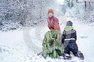 Two brothers carry a pine tree for the birth night. Two boys chose a tree to setting up a Christmas tree