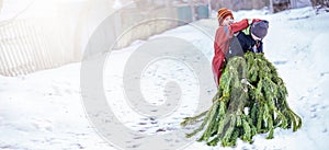 Two brothers carry a pine tree for the birth night. Two boys chose a tree to setting up a Christmas tree