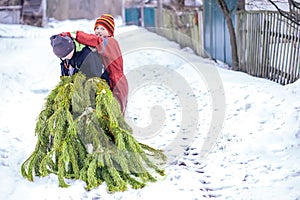 Two brothers carry a pine tree for the birth night. Two boys chose a tree to setting up a Christmas tree