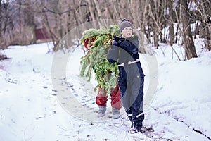 Two brothers carry a pine tree for the birth night. Two boys chose a tree to setting up a Christmas tree.