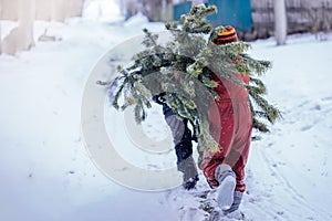 Two brothers carry a pine tree for the birth night. Two boys chose a tree to setting up a Christmas tree.