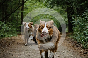 Two brothers dog are adult littermates. Two Australian Shepherds run on forest road in summer. Happy best friends aussie red photo