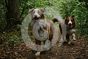 Two brothers dog are adult littermates. Two Australian Shepherds run on forest road in summer. Happy best friends aussie