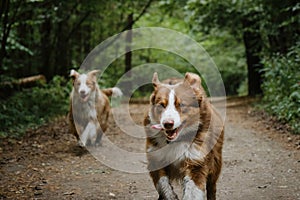 Two brothers dog are adult littermates. Two Australian Shepherds run on forest road in summer. Happy best friends aussie red