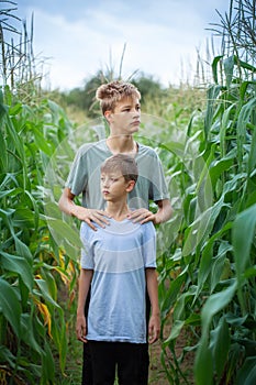 Two brothers in a field in the countryside with green plants maize in summer