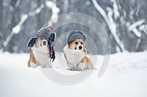Two  brothers of the Pembroke corgi dog are sitting in a winter park in earflaps