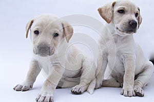 Two brothers, white puppy on background white photo