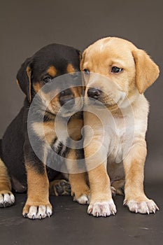 Two brothers, a yellow puppy and a black with yellow puppy photo