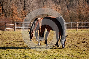 Two brown adult horses with white spots on the muzzle graze in meadow behind a wooden fence, field in farm, portrait of beautiful