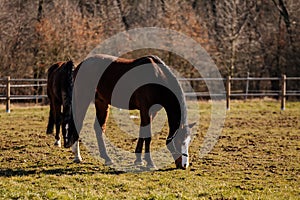 Two brown adult horses with white spots on muzzle graze in the meadow behind a wooden fence, field in farm, portrait of beautiful