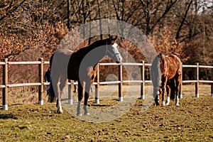 Two brown adult horses with white spots on muzzle graze in the meadow behind a wooden fence, field in farm, portrait of beautiful