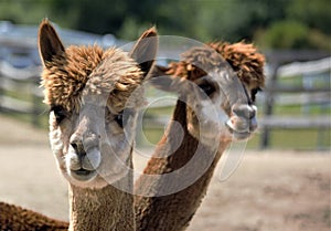 Two brown alpacas twisting their necks together