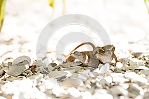 Two Brown Anole lizards Anolis sagrei mate