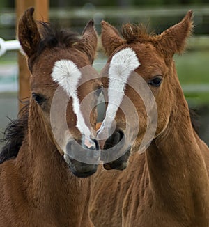 Two brown baby foals