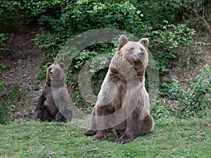 two brown bear on the background of forest