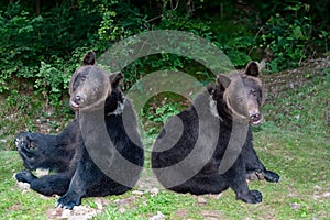 two brown bear on the background of forest