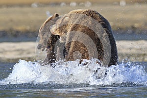 Two brown bear boars fighting