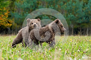 Two brown bear cub playing on the summer field