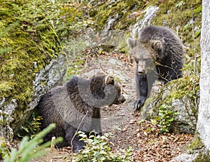 Two brown bear cubs play fighting
