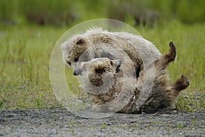 Two brown bear cubs playing