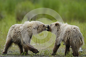 Two brown bear cubs playing