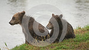 Two brown bear cubs playing