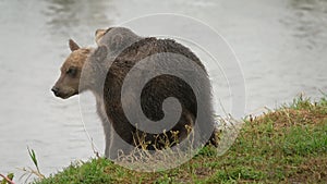 Two brown bear cubs playing