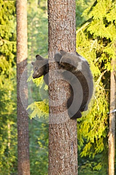 Two Brown Bear cubs (Ursus arctos) climbing a tree