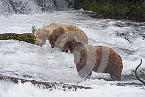 Two Brown Bears