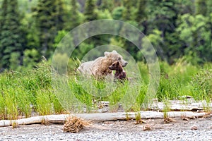 Two brown bears on the beach