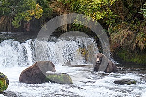 Two brown bears fishing for salmon in the Brooks River in the pools below Brooks Falls, Katmai National Park, Alaska, USA