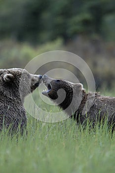 Two brown bears playing