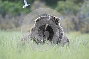 Two brown bears playing