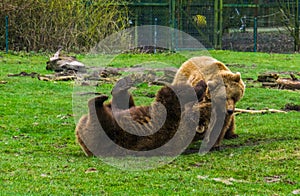 Two brown bears romping with each other, playful animal behavior, common animals in Eurasia photo