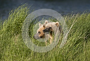 Two Brown Bears sitting in grass